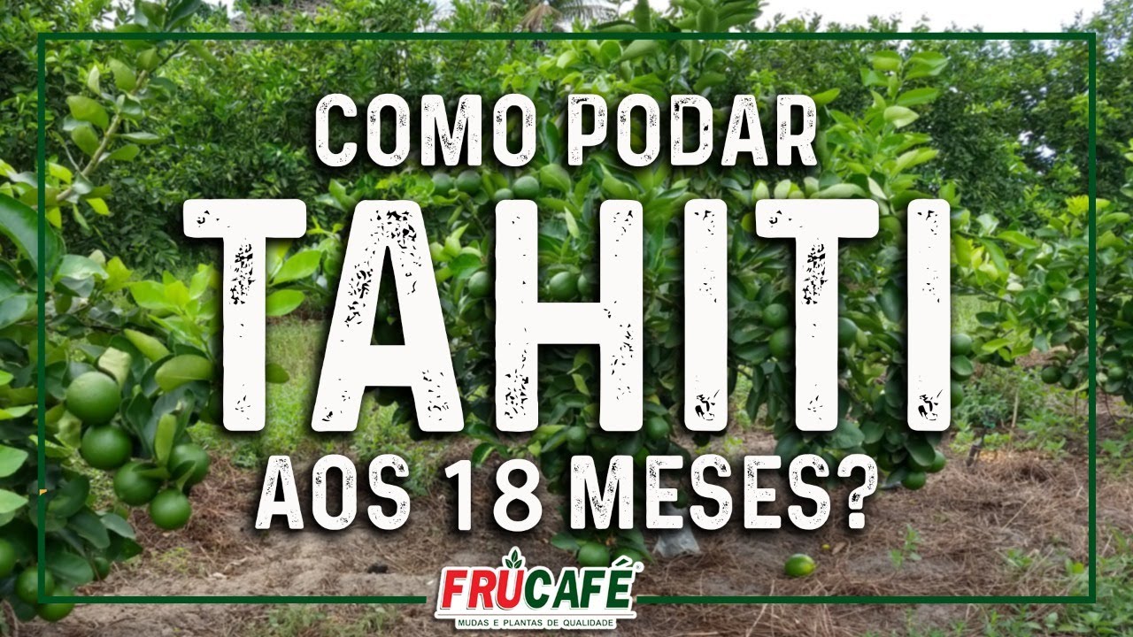 Como Podar Tahiti aos 18 Meses?