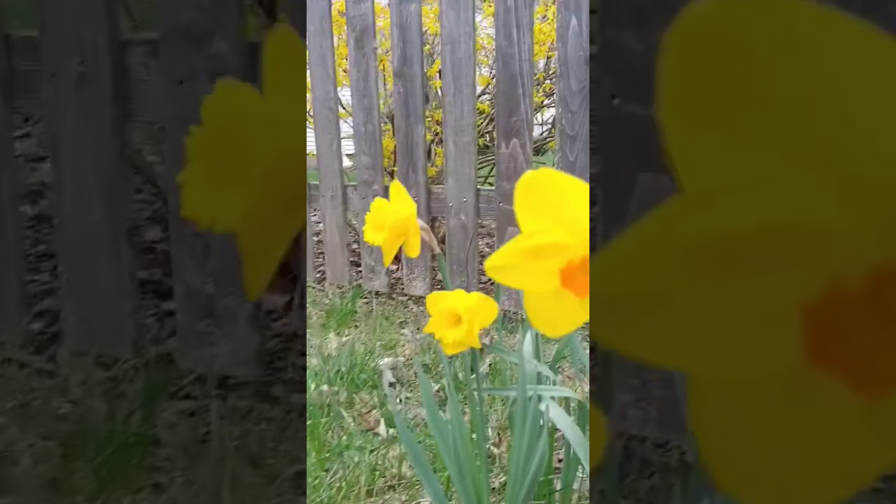Spring Ephemerals
