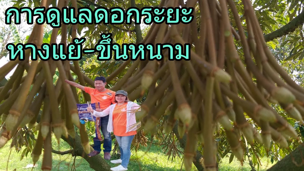 🆎️ดอกทุเรียนระยะหางแย้-ขึ้นเกล็ด🔥