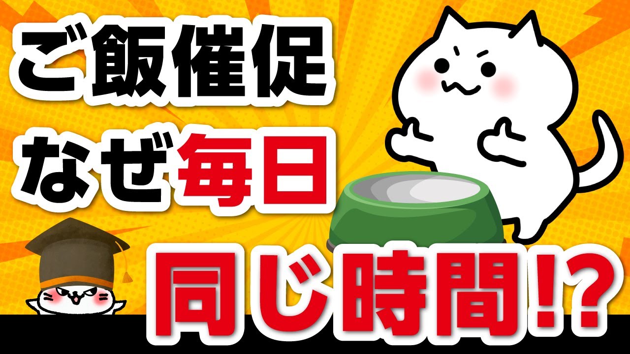 猫が“毎日同じ時間に”ご飯を催促する本当の理由とは？【猫の心理】