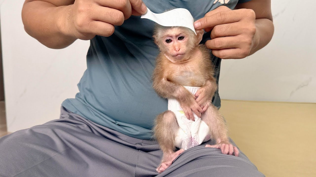 Baby Monkey Lulu Suddenly Looks Tired—Dad Is Worried About Her Health.