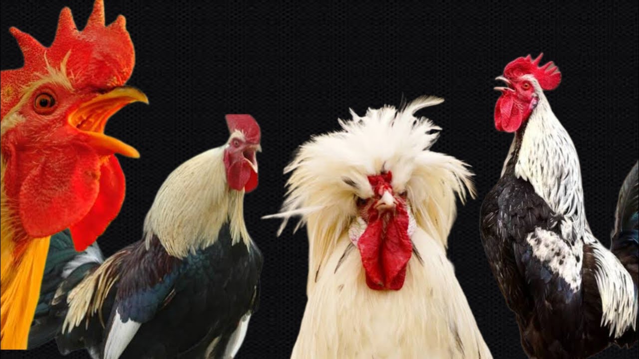 🐓 Suara Ayam Berkokok Panjang Ayam Jantan Berkokok Rooster Crowing Rooster Sound Hen Sound Hen Voice