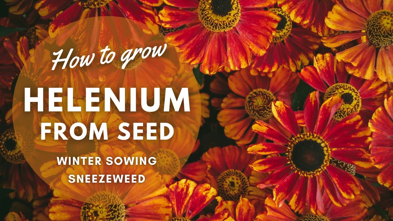 How to Grow Heleniums from Seed | Winter Sowing Tips |&nbsp;Perennial Garden