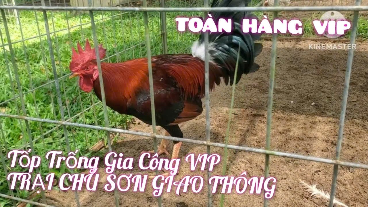 kênh mới. ae xem vui  tuyển gà gia công của chú sơn giao thông