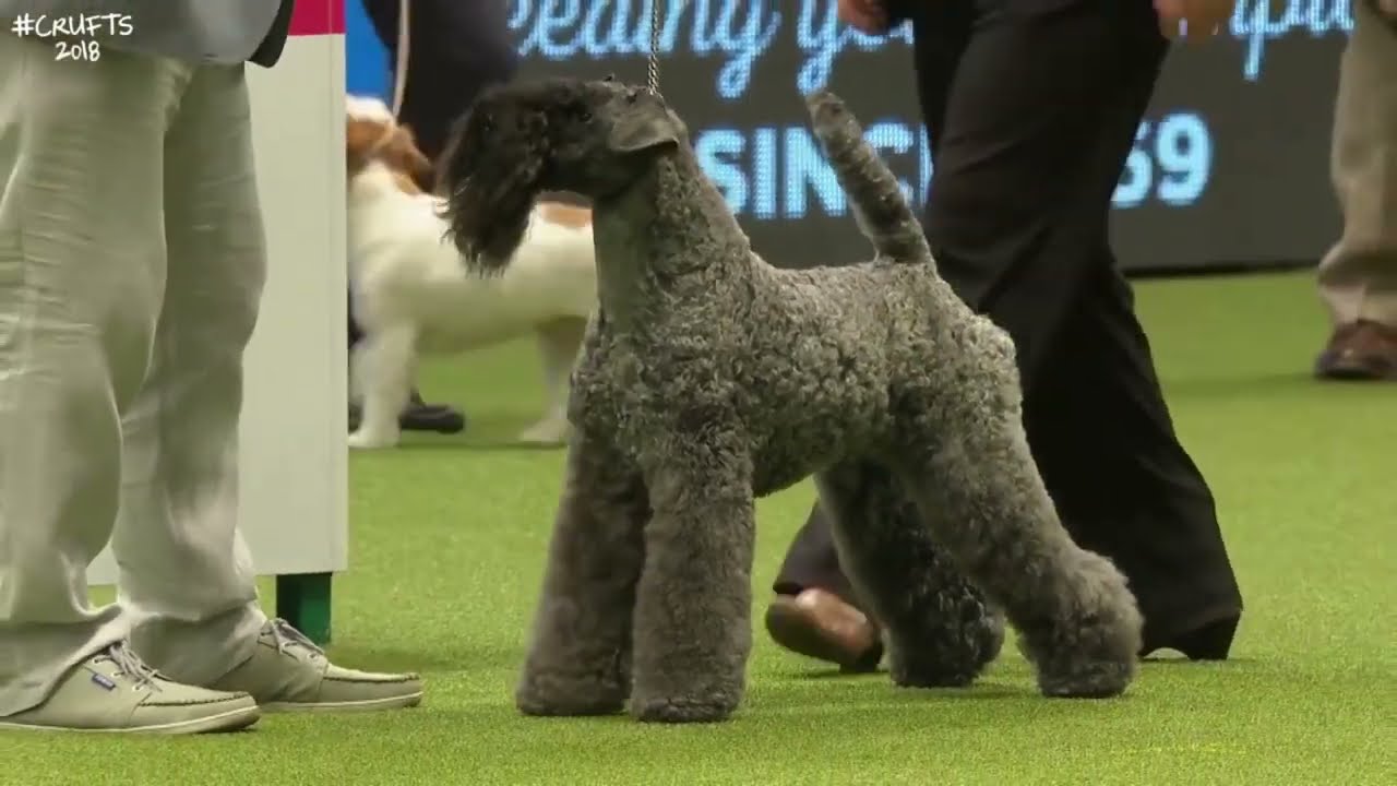 Best of Breed, Terrier Group|KERRY BLUE TERRIER|