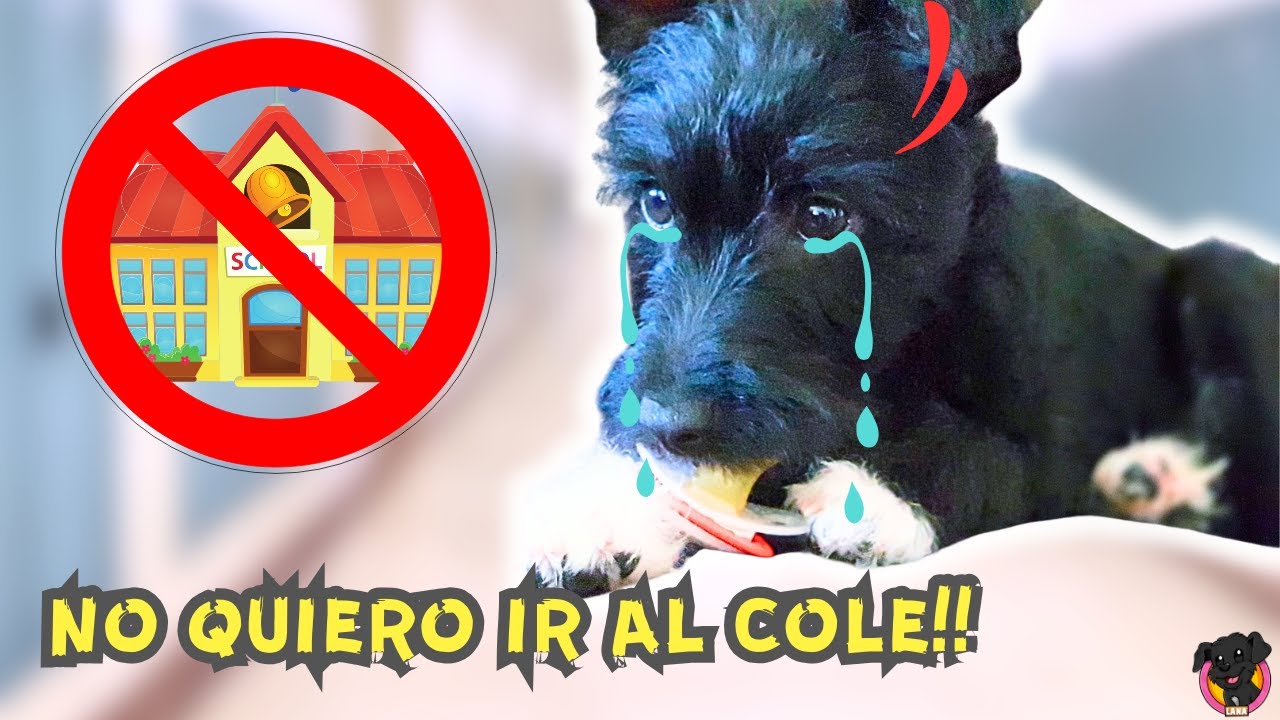 Lana BEBÉ NO QUIERE IR AL COLE 🏫 Primer día de clase de Lana