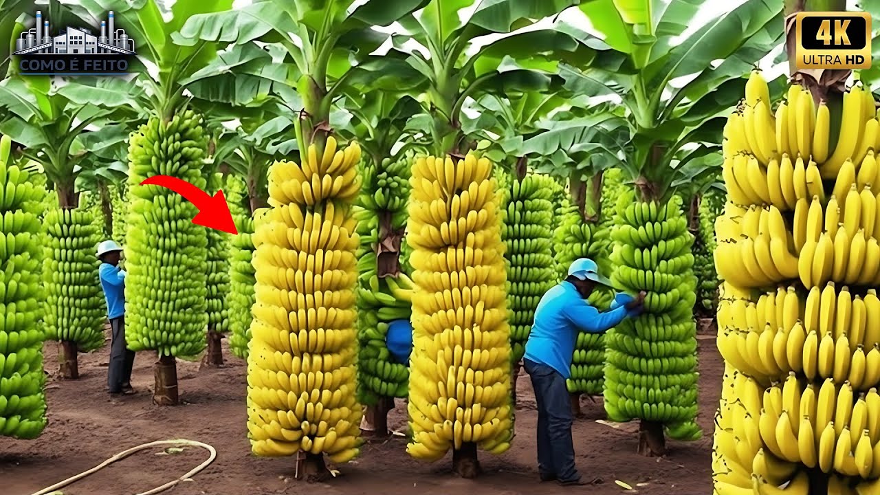 Como Milhões de BANANAS são Cultivadas, Colhidas e Processadas - Incrível Processo Industrial (Full)