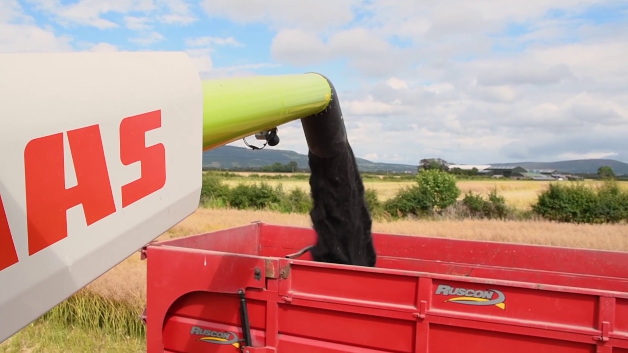 Broighter Gold Rapeseed Oil Harvest Northern Ireland 2017