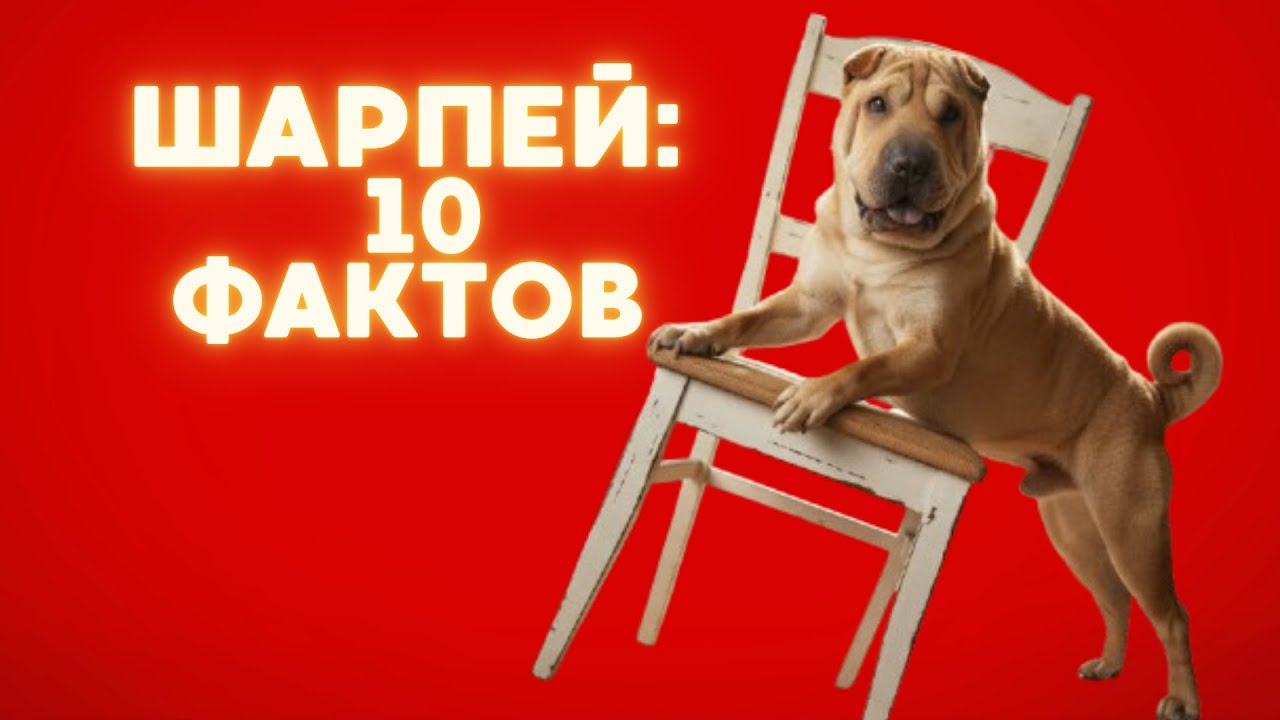 10 фактов о шарпеях которые удивят тебя