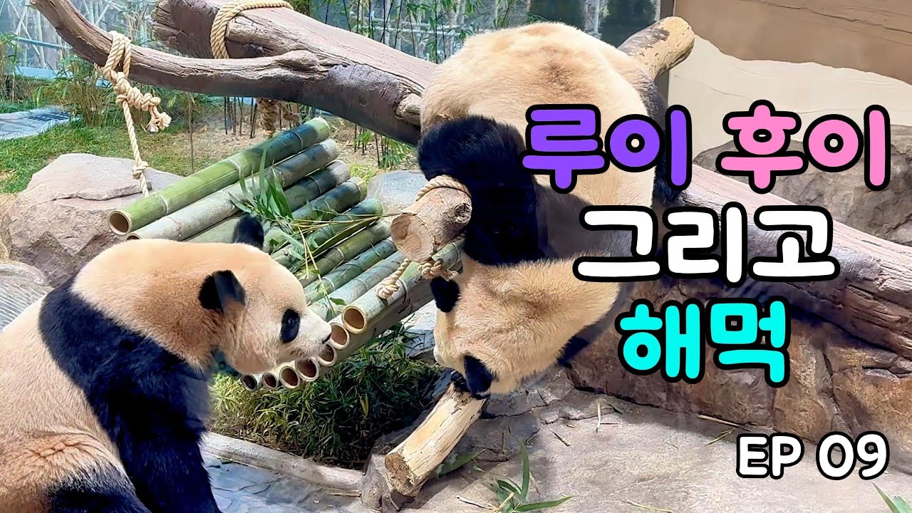 260124_퇴근런, 루이 후이 그리고 해먹 #루이바오 #후이바오 #ruibao #huibao #판다 #panda #에버랜드 #everland #chobao 