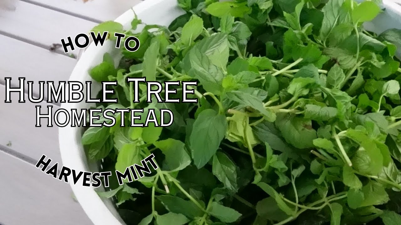 How to Harvest Mint!