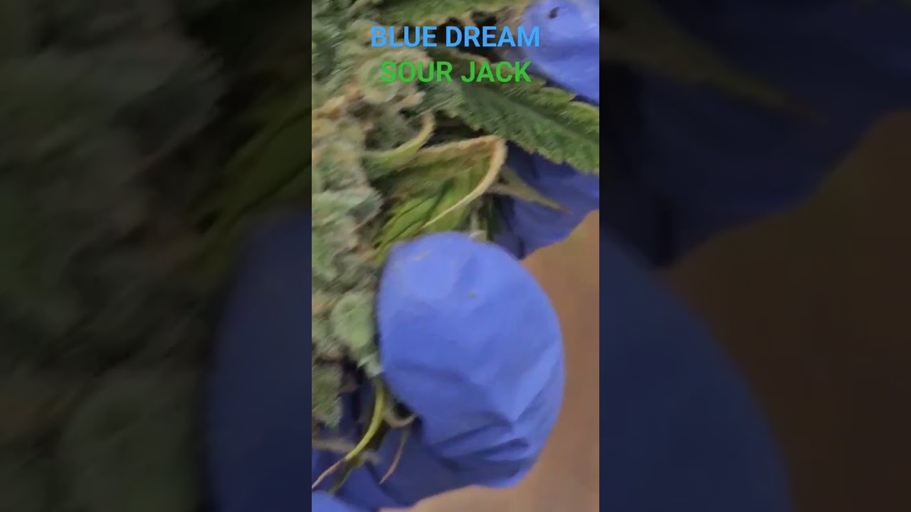 Legal grow.BLUE DREAM X SOUR #foryou #youtube #shortvideo #funny #youtuber #youtubeshort #fyp #fypシ