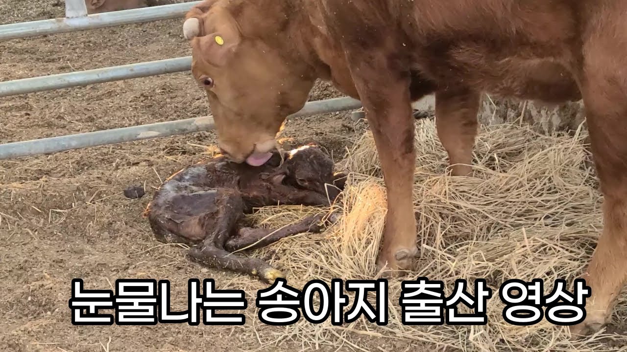 50대소린이의 농장일기#9  2021년4월 소가 진통하고 출산 까지의 힘든 과정#시골농장