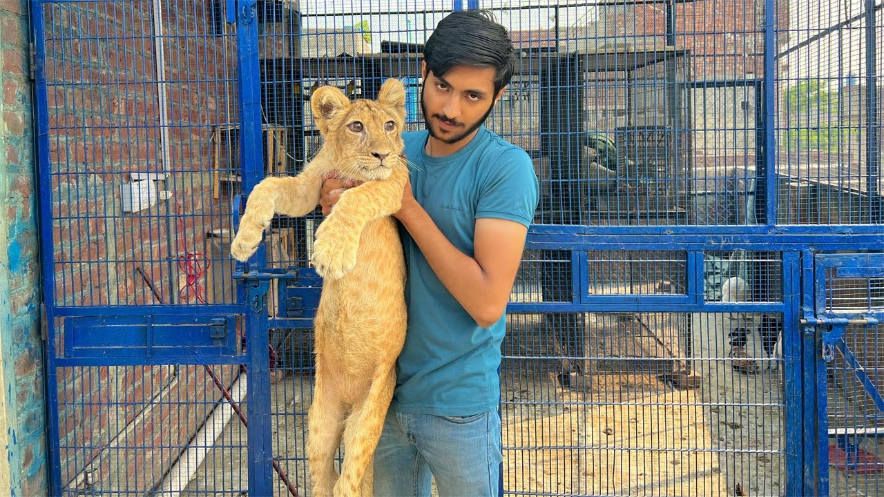 Lion Cubs in Lahore | African Lion Cubs in Pakistan | Lions Farming in Pakistan