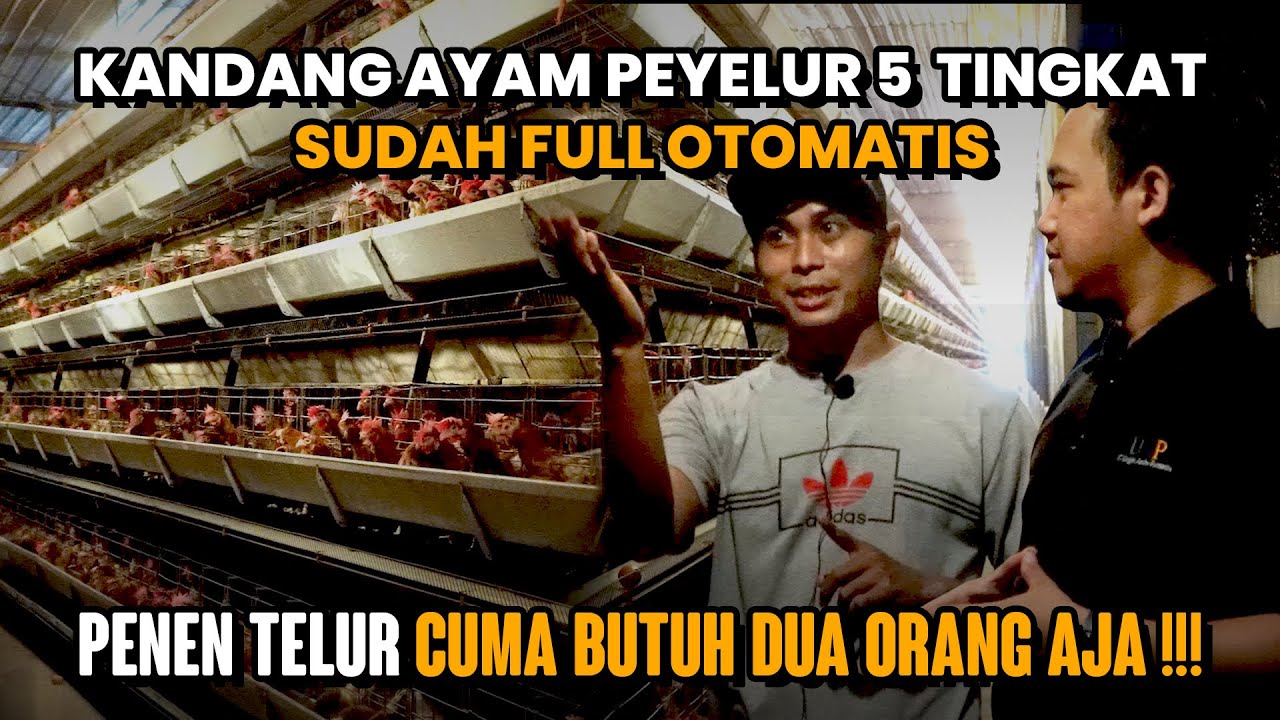 CUMA BUTUH DUA ORANG !!! KANDANG AYAM PETELUR 5 TINGKAT SERBA OTOMATIS | Tandang Ke Kandang