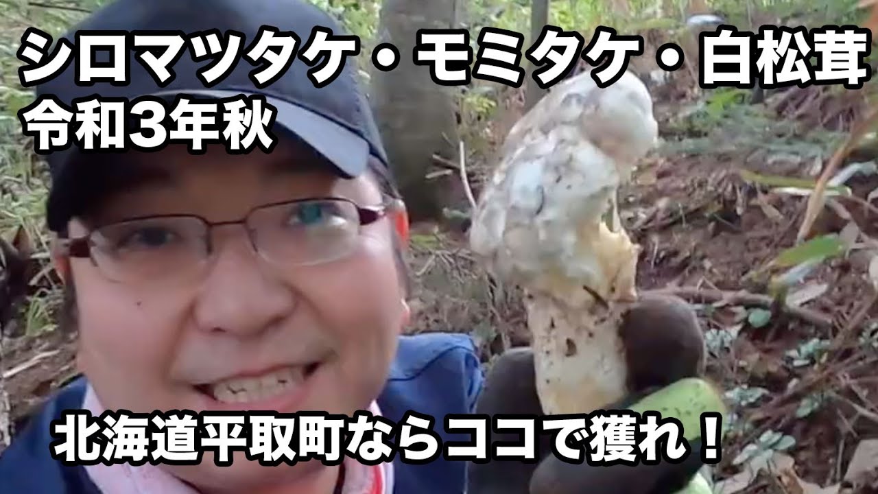 令和3年マツタケ・シロマツケタケ・松茸・白松茸ベストスポット公開！北海道なら平取町！