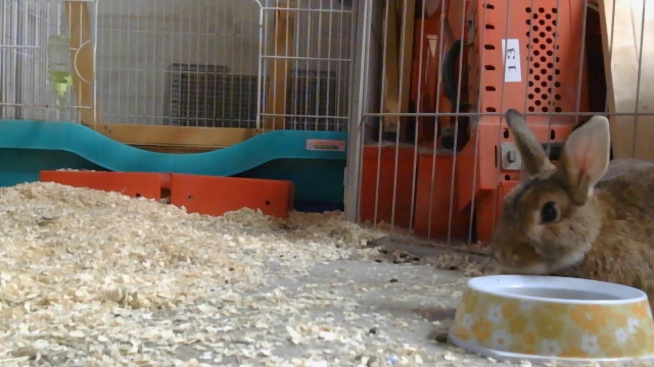 【12/24】1歳のウサギ配信。