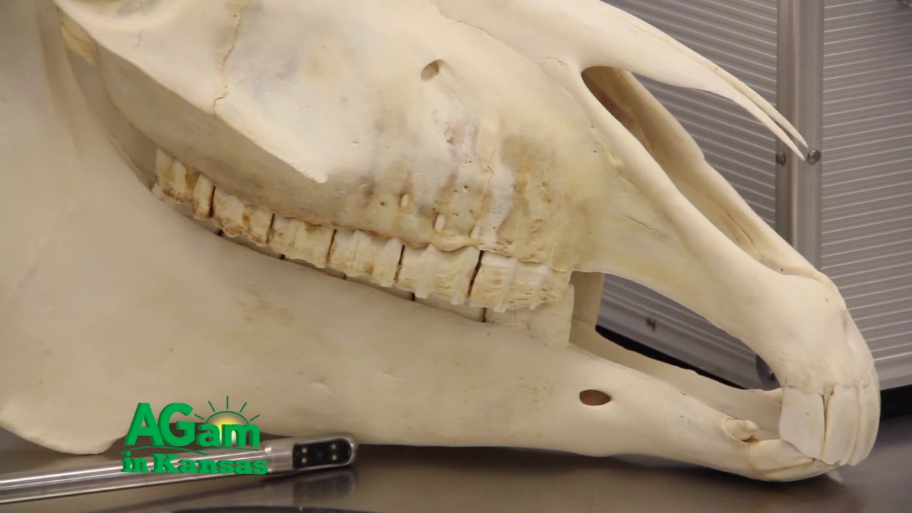 AGam in Kansas - Dr. Chris Blevins Explains New Tools for Equine Dentistry - June 1, 2017