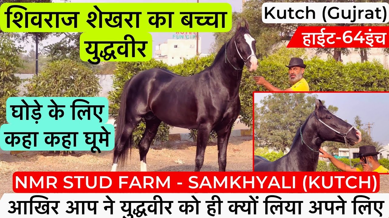 देखिए गुजरात कच्छ का शिवराज शेखरा का बच्चा 64इंच का युद्धवीर घोड़ा ! (9638178692)