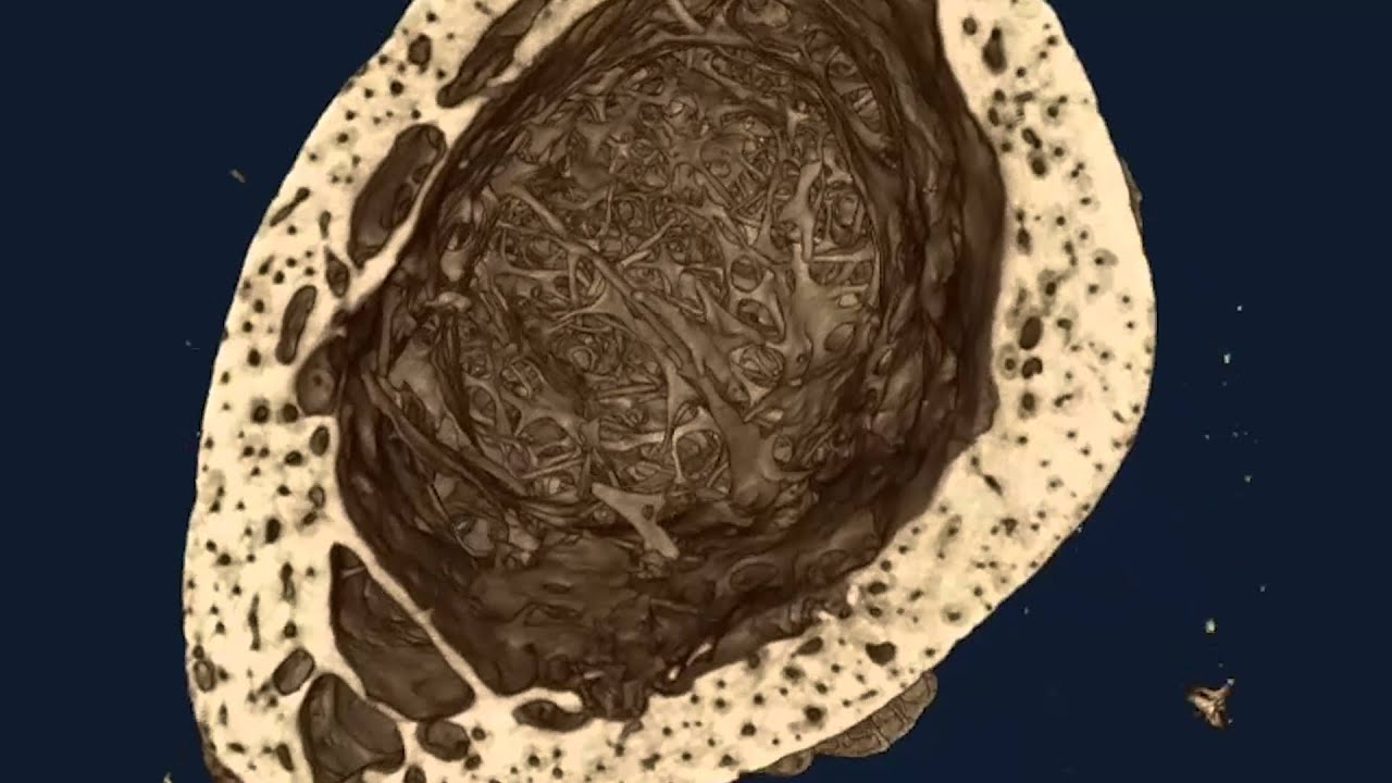 SkyScan 1275 | Fast, Automated, Desktop X-Ray Microtomograph | Bruker BioSpin