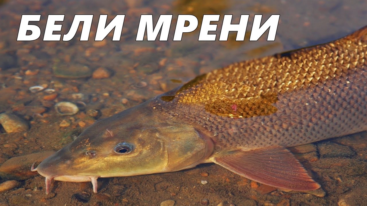 РИБОЛОВ на МРЕНИ в БЪРЗИ ВОДИ с ПЛУВКА - СЧУПИХА ни ВЪДИЦИТЕ от БОРБА / FLOAT FISHING for BARBEL