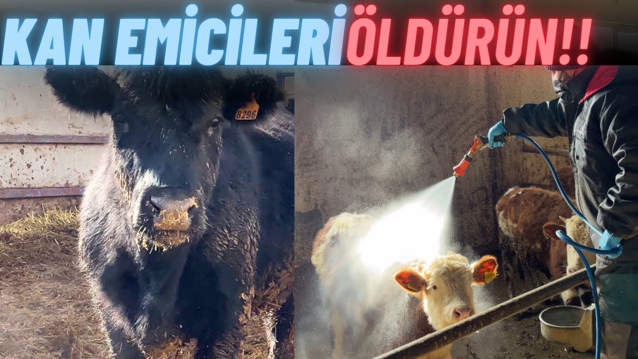 DIŞ PARAZİTLER İLE MÜCADELE