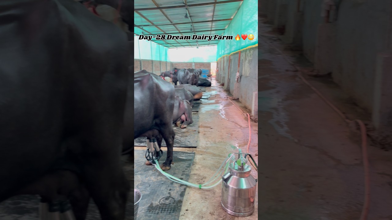 Doodh ka rate badane ki secret tip 😳❤️🔥 Day-28 Dream Dairy Farm #youtubeshorts #viral #milk
