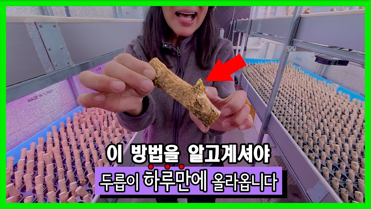 정말 놀랐습니다 ! 두릅이 하루만에 올라오네요