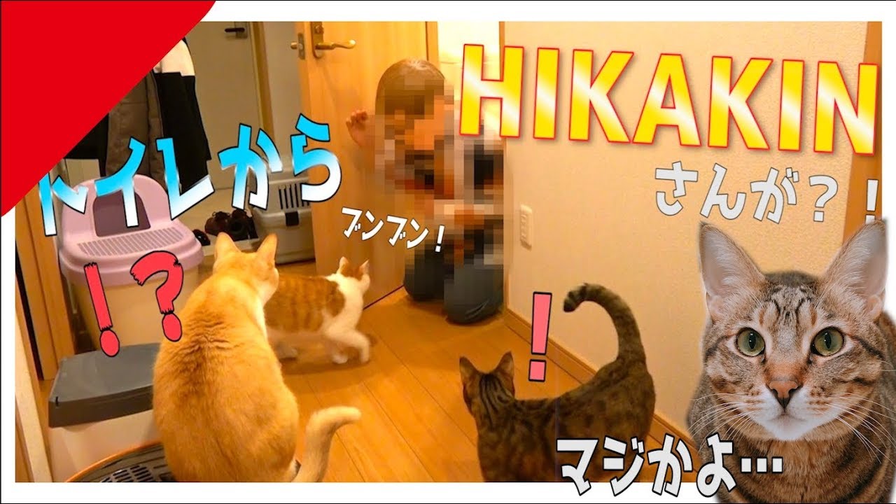 猫にトイレからヒカキンさんが出てくるドッキリしてみた結果www