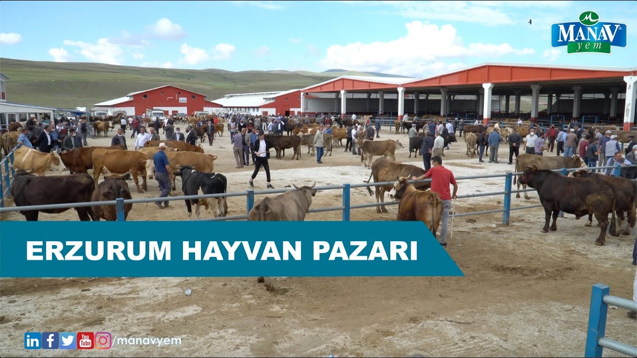 Erzurum Hayvan Pazarı | Kurban Pazarı