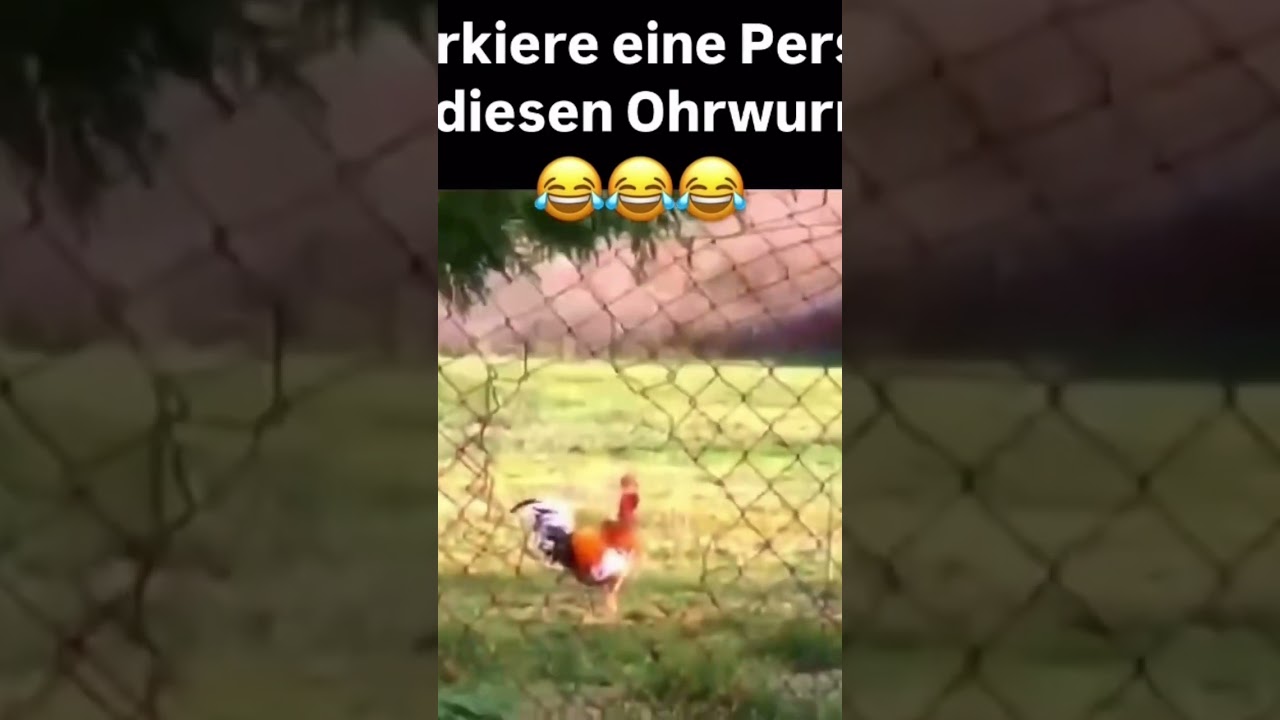 Sch&ouml;nen Ohrwurm am Freitag gew&uuml;nscht 😅🐓 #wochenende #hahn #lustig #ohrwurm #musik #funny #funnysho