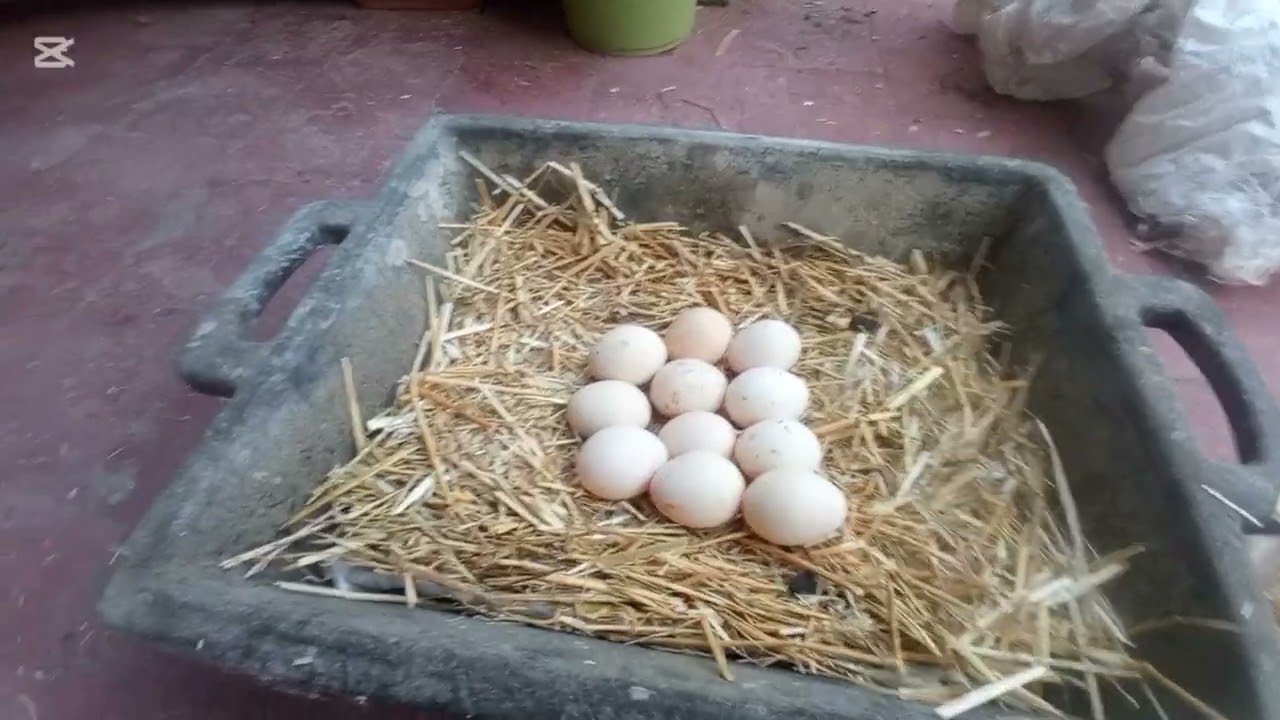 اليوم الخوت ألقيت دجاج 🐔باغ تقراق مشكلة🤔معرافش شغاندير 🐓🐔🐔🤣🤷🤷مهيم راها مقرق 🥚 على البيض 🌹💐🤲