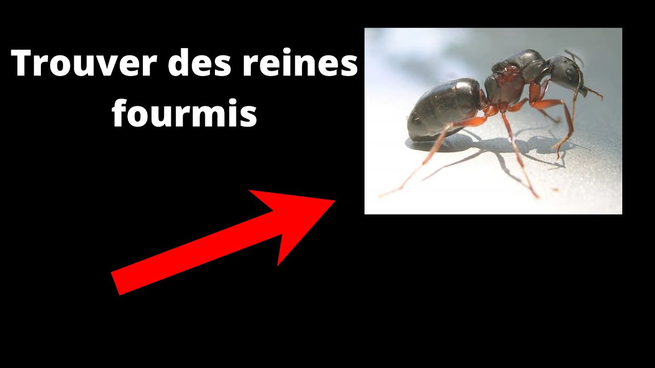 Comment obtenir des reines fourmis ?