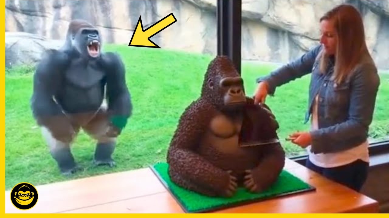 🤣👉 Momentos GRACIOSOS de GORILAS que demuestran lo HUMANOS que somos.. #12