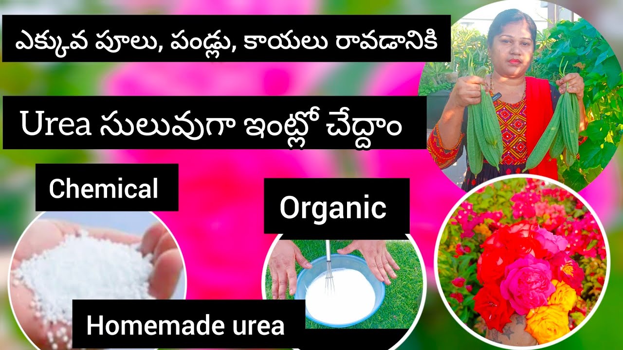 Organic urea | nitrogen supplement for plants | in telugu