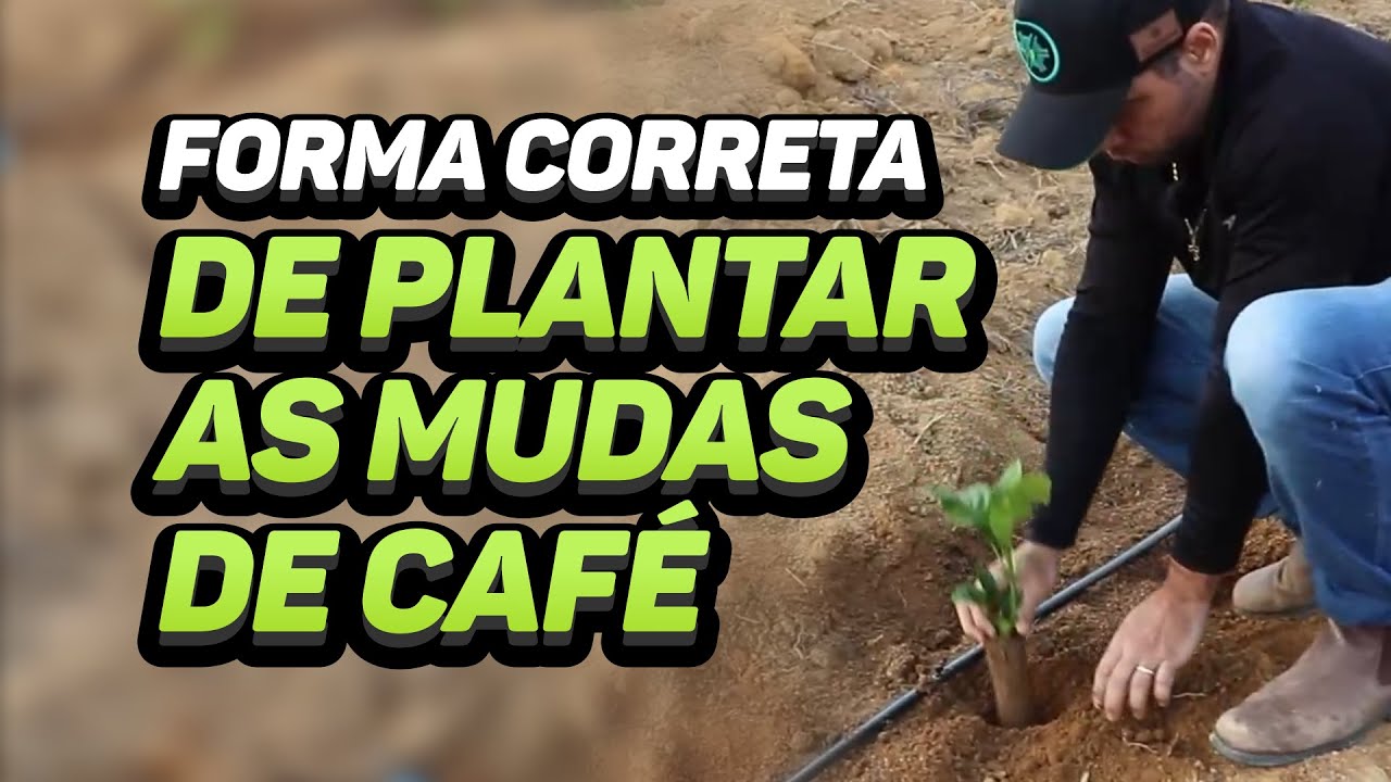 COMO PLANTAR CAFÉ?