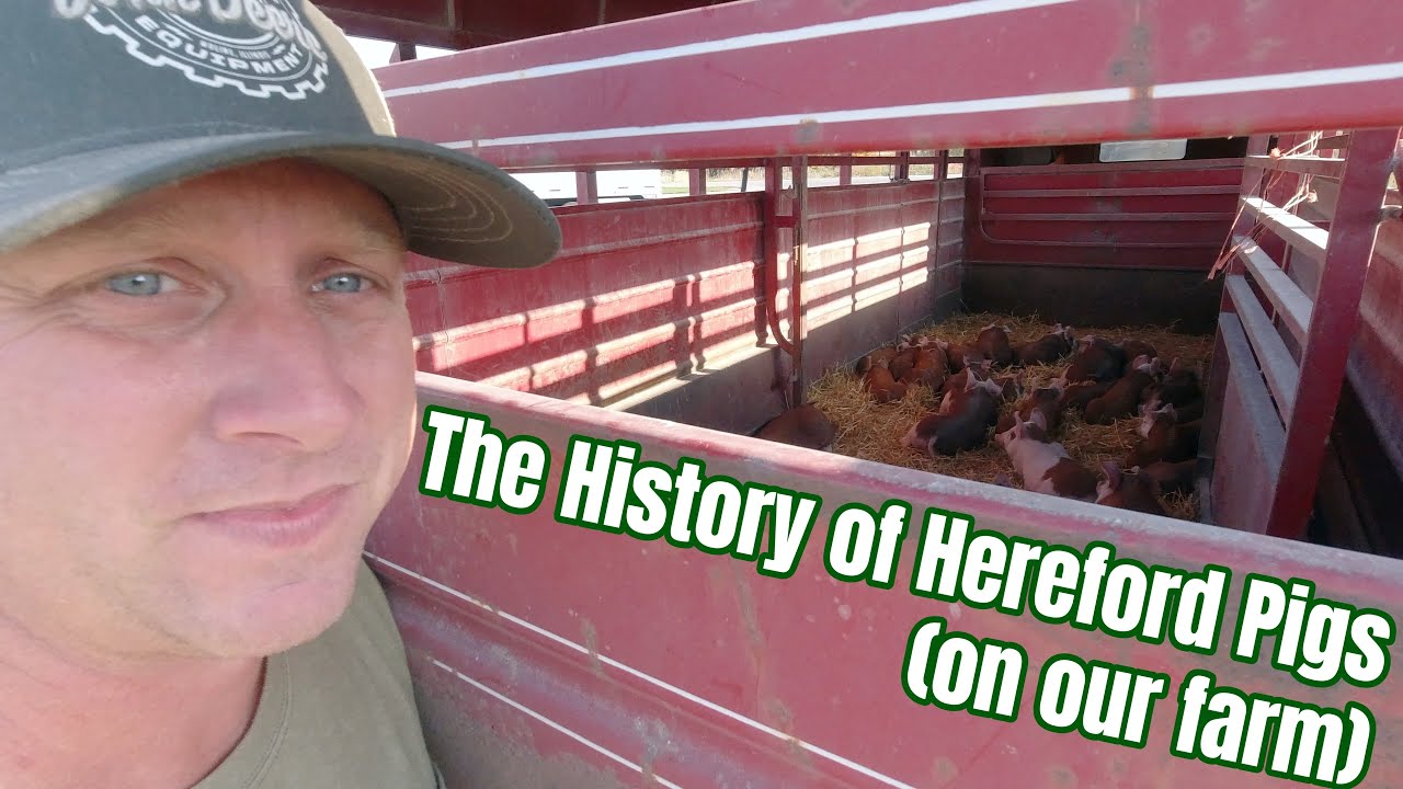 The History of Hereford Pigs (on our farm)