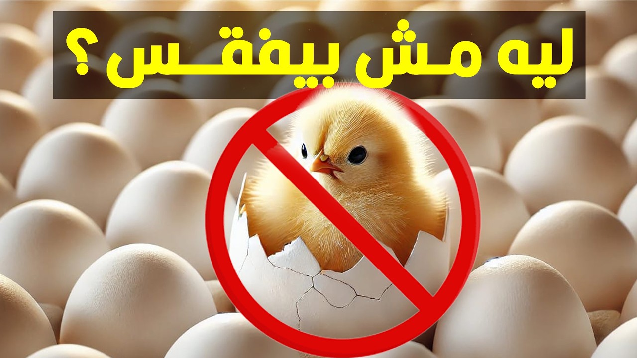 ليه البيض اللي بنشتريه مش بيفقس ويطلع كتاكيت؟