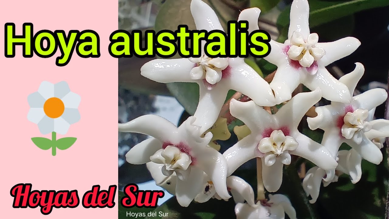Hoya australis. Flor de cera. Hoyas del Sur.