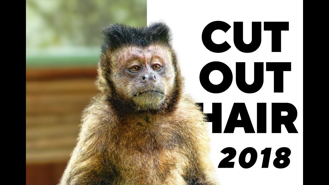 Tutorial How to Cut Out Hair in Photoshop CC 2018 quicker and easier than ever before