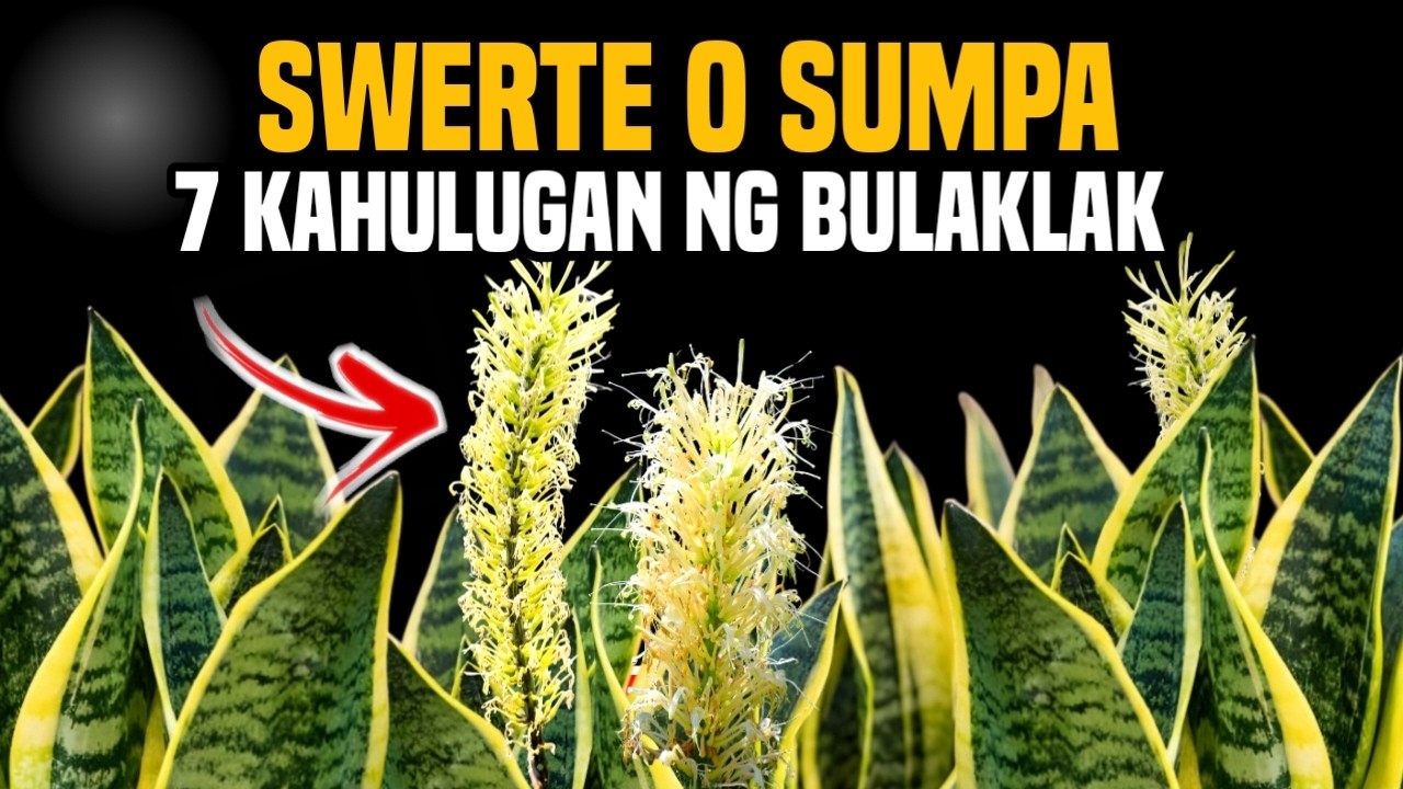 ANG MISTERYO NG SNAKE PLANT: 7 KAHULUGAN NG PAMUMULAKLAK NITO (SWERTE O BABALA)