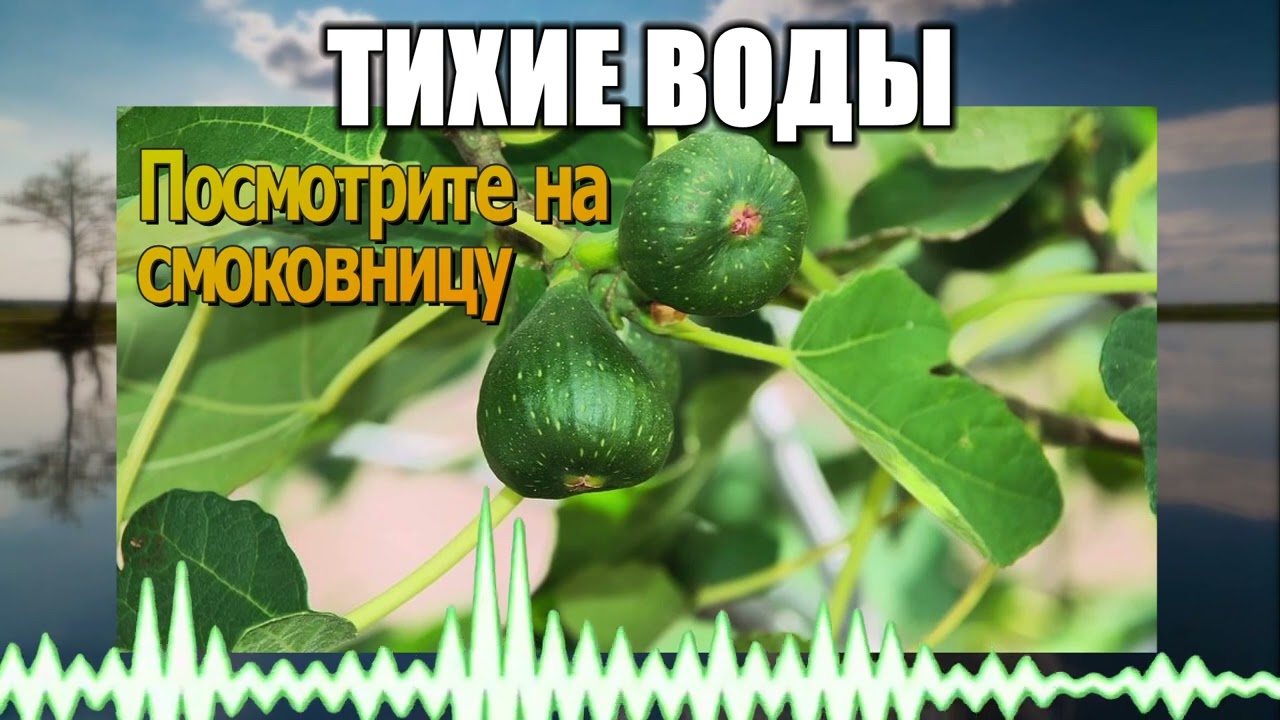 Тихие воды // 105 Посмотрите на смоковницу