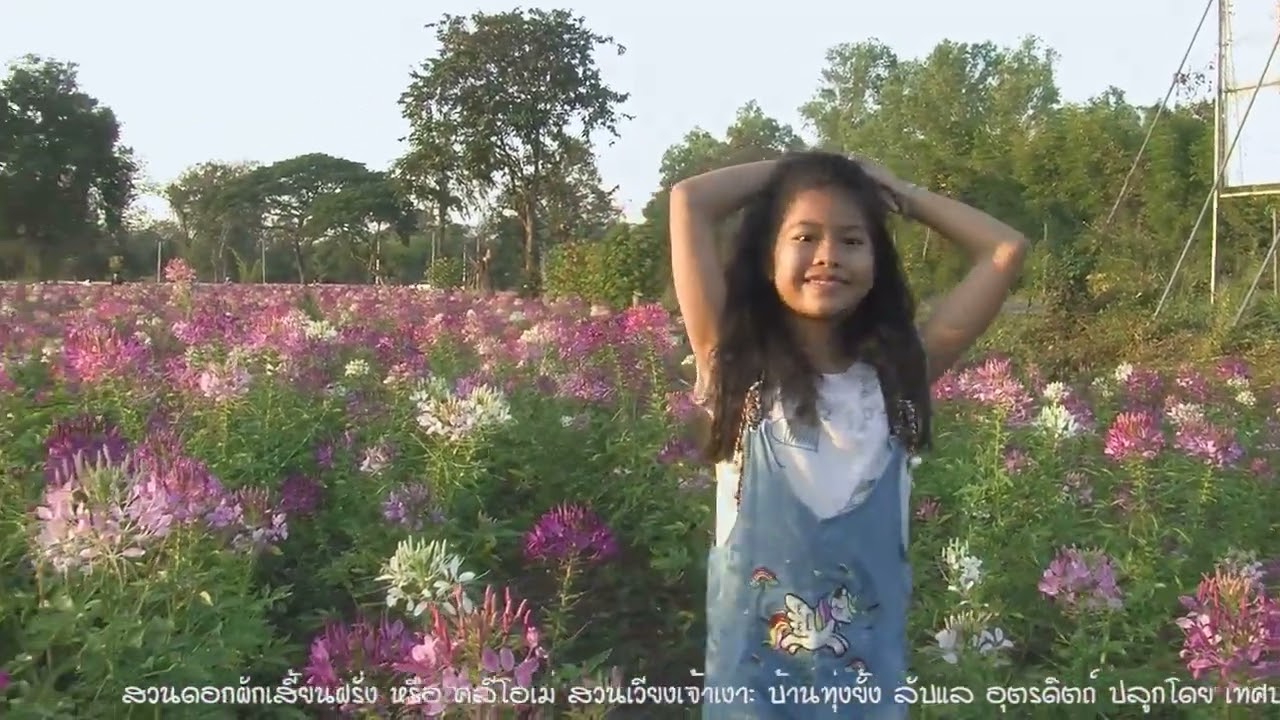 สวนดอกผักเสี้ยนฝรั่ง หรือดอกคลีโอเม่  สวนเวียงเจ้าเงาะทุ่งยั้ง