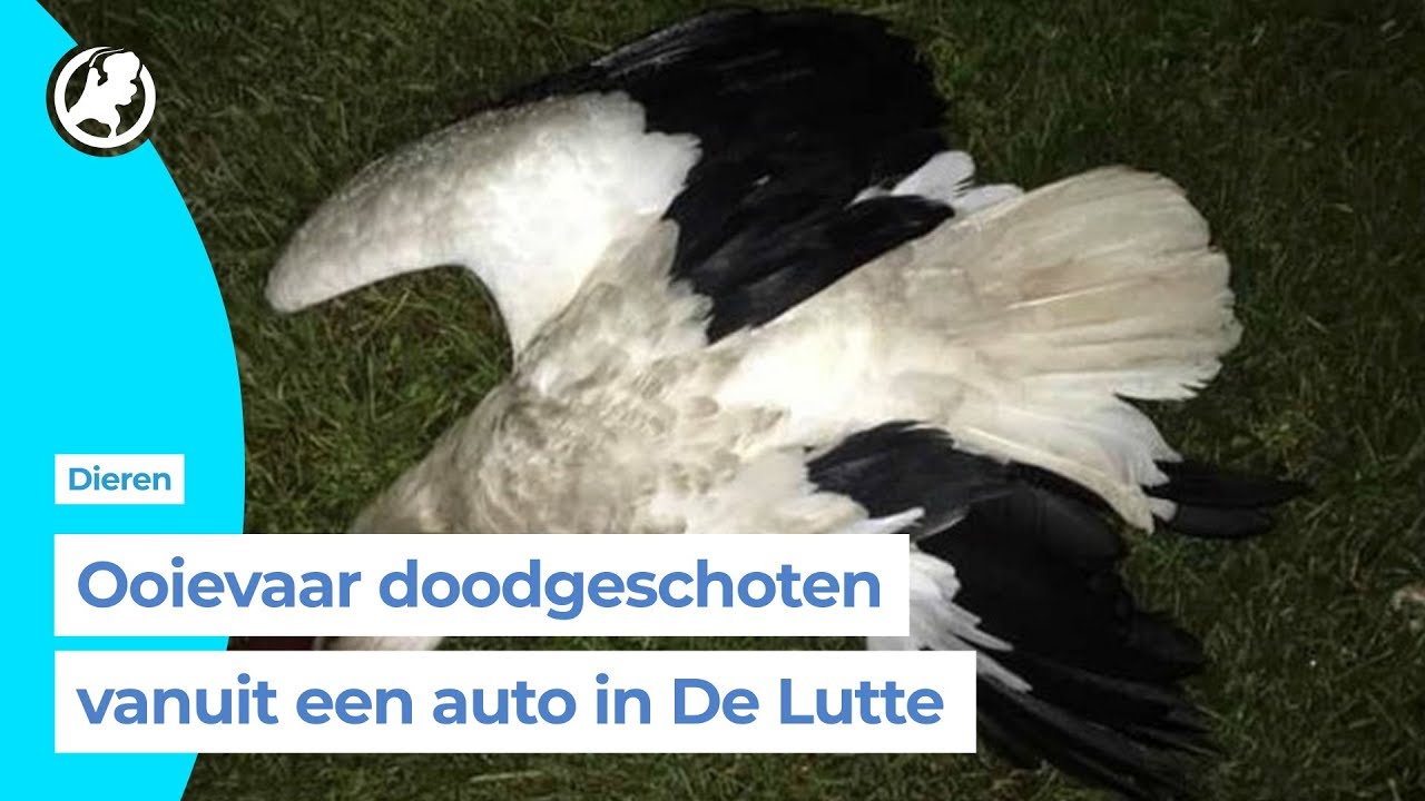 De eieren van het ooievaars-stel zijn nu in gevaar