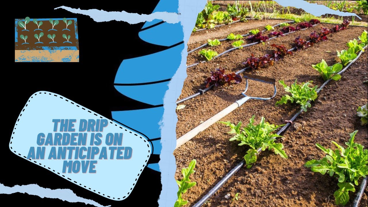 Things You Should Know About The Drip Garden