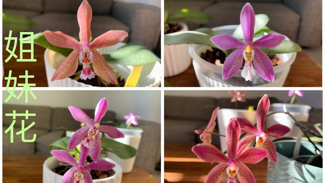 4棵姐妹花 Phalaenopsis Bronze Maiden