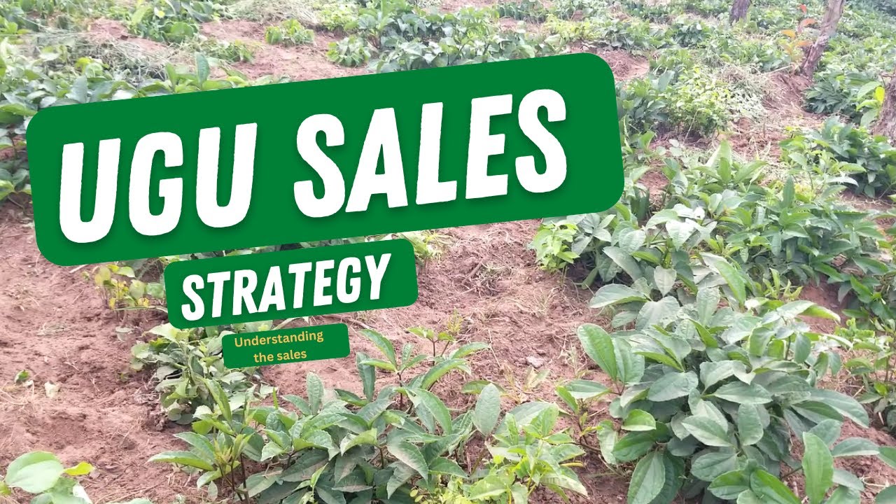 СТРАТЕГИЯ ПРОДАЖ UGU / Понимание стратегии продаж в фермерском хозяйстве UGU для начинающих / Про...