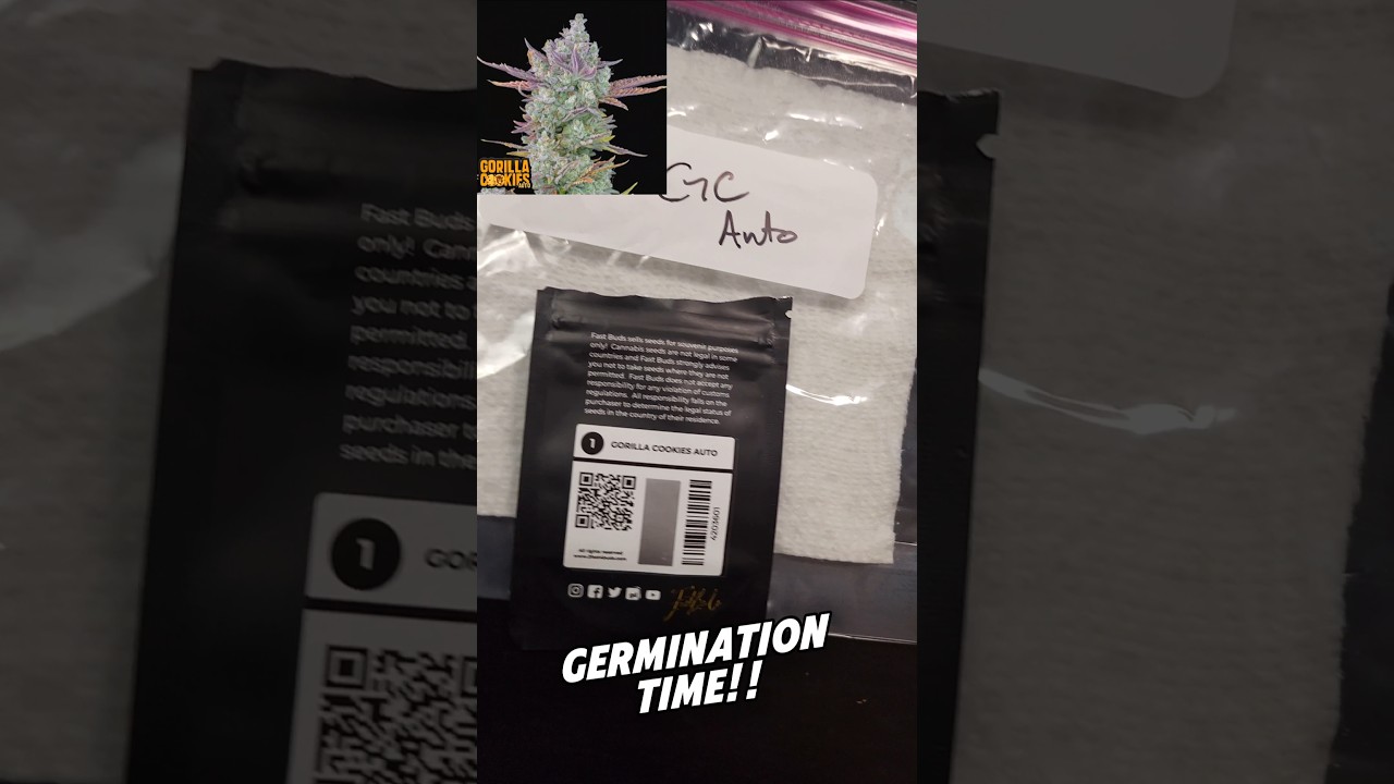 Germinating Gorilla Cookies & Blackberry Cannabis Seeds from FastBuds