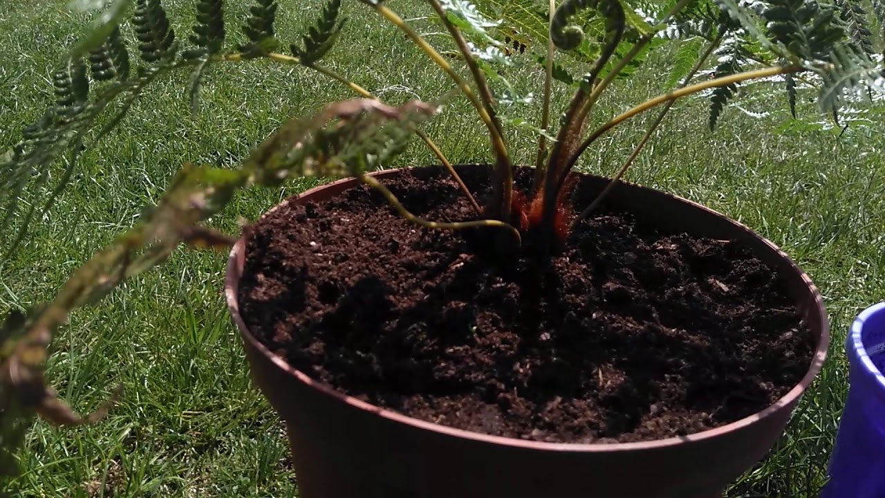 (36) Dicksonia antarctica  przesadzanie 🙂