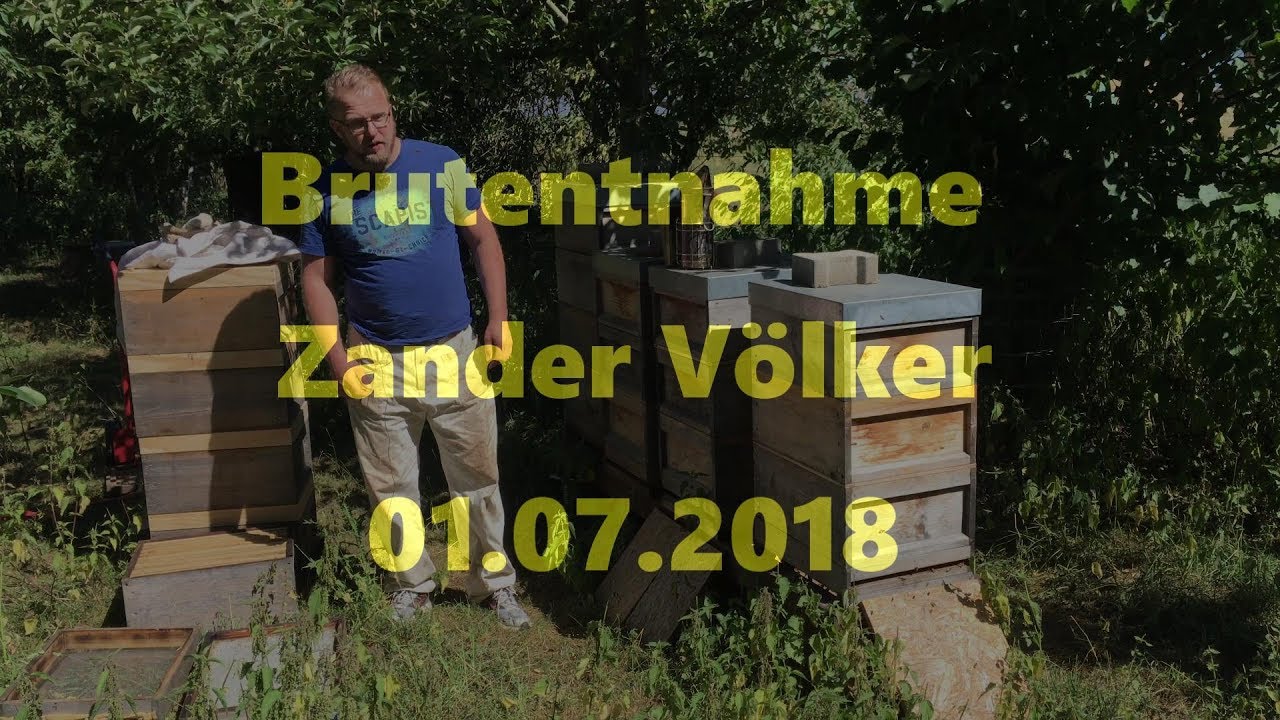 Brutentnahme Zander und umsetzen auf ZaDant 01.07.2018 *4K*